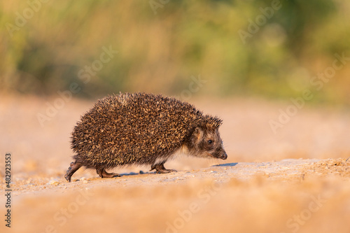 Hedgehogs on dry summer land in the fields of Banat, Romania