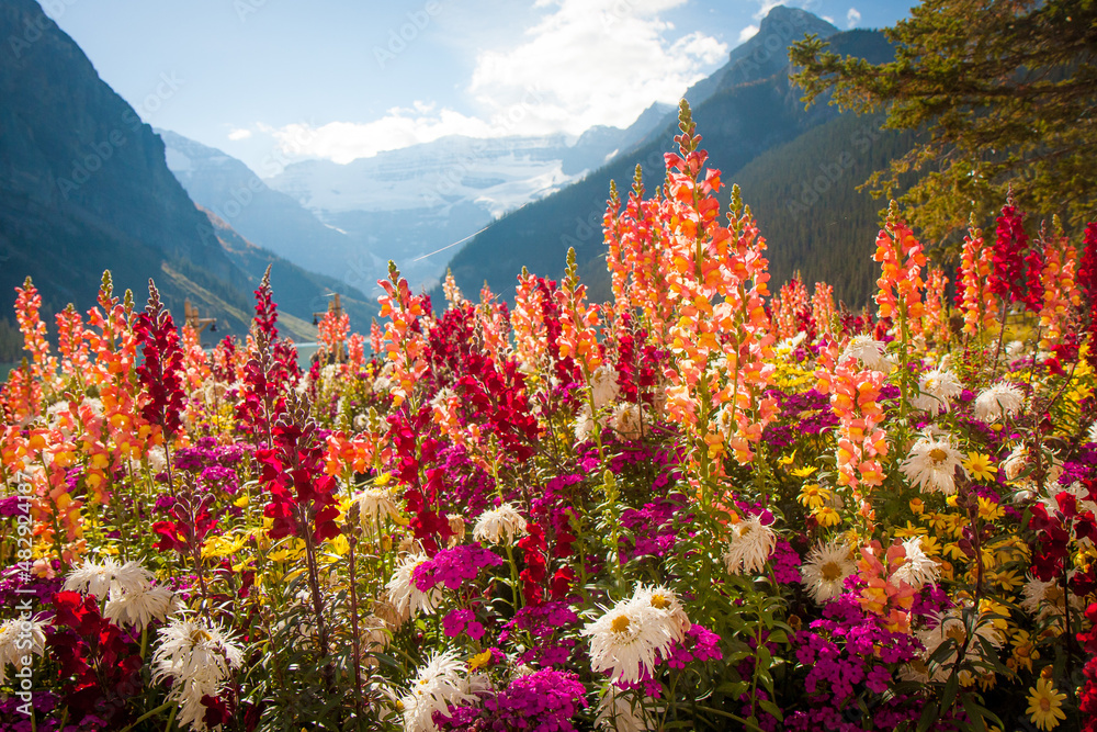 Tall colorful wild flowers in front of mountain range outlook in Banff  National Park Canada Photos | Adobe Stock