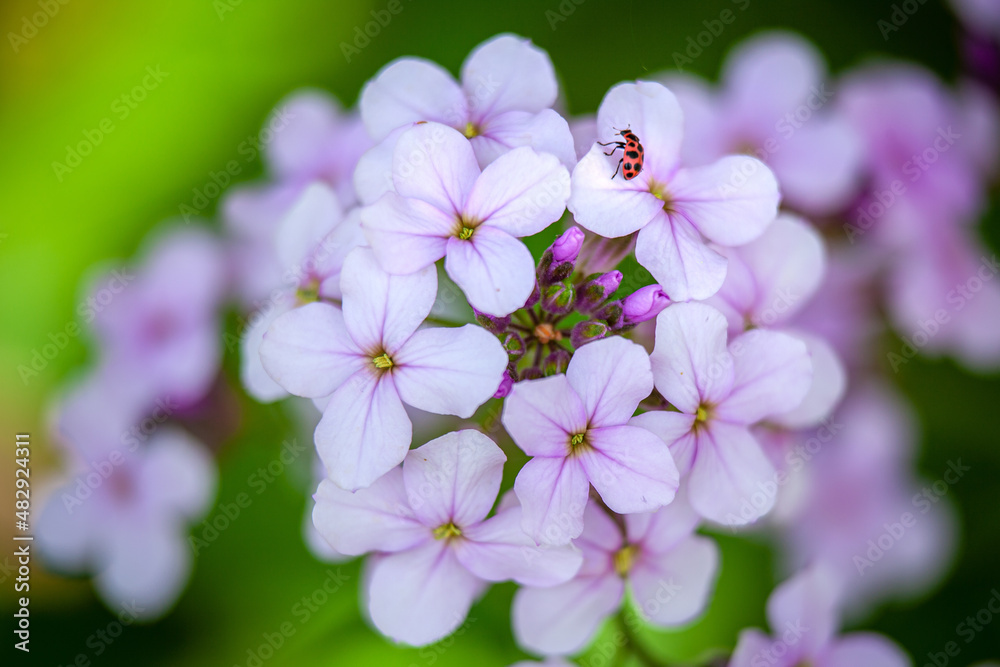 Spotted Lady Beetle on cluster of purple flowers Spotted Lady Beetle on cluster of purple flowers