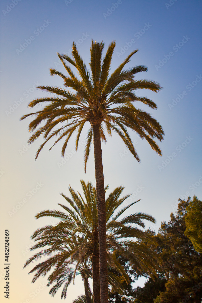 Palm trees in backlight