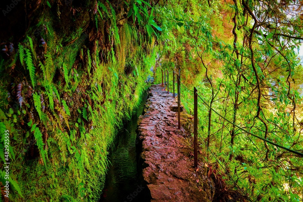 landscape forest from madeira island portugal 