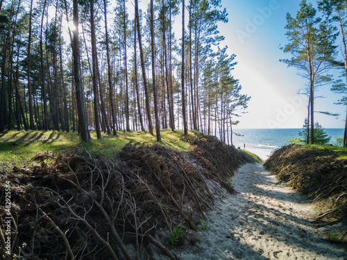 A forest on the coast of the Baltic Sea - Katy Rybackie city