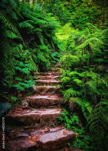 landscape forest from madeira island portugal 