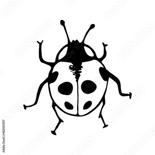 Canvastavla Vector seamless with hand drawn beetle ladybug for print