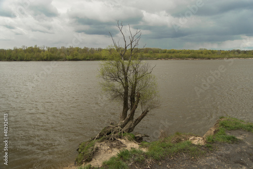 Zmęczone drzewo na brzegu rzeki