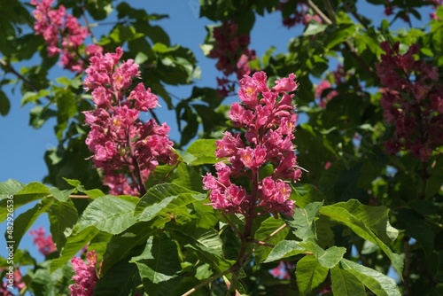 Close up of branches with blooming flowers of Aesculus  carnea tree (red horse-chestnut).