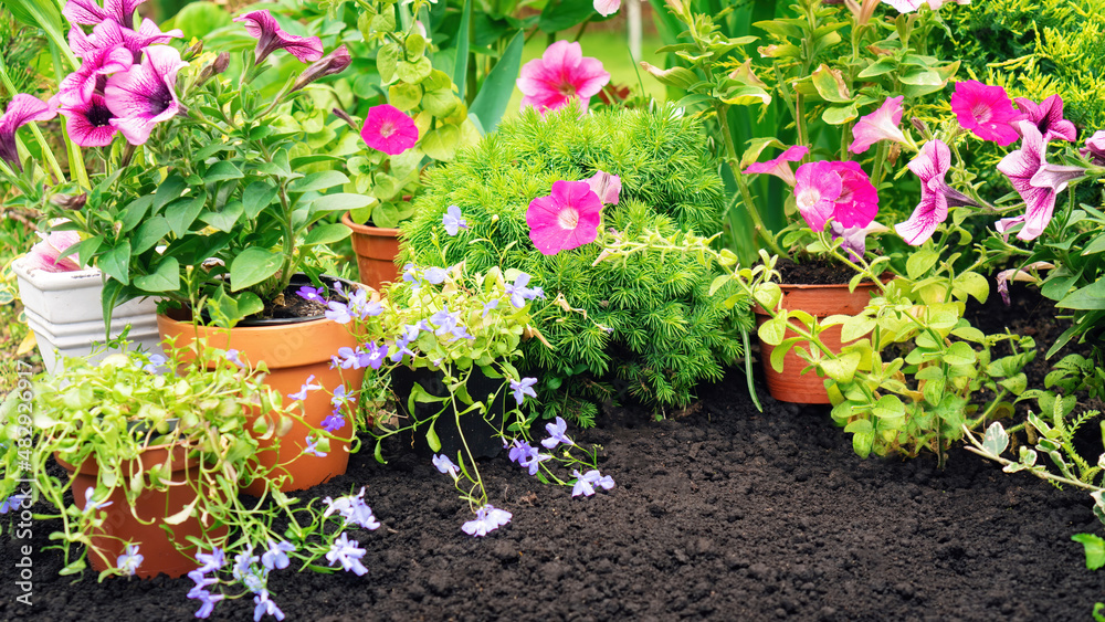 Petunias and lobelias stand in pots against a background of black soil. Planting potted plants in a flower garden. Blooming garden flowers banner with copy space. Garden work in spring season.