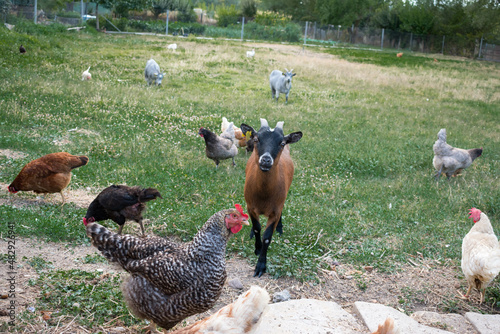 Domestic farm animals outdoors 