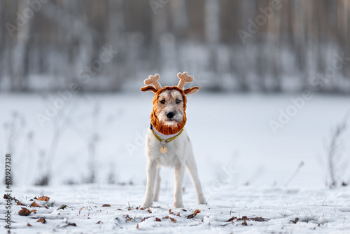 Φωτογραφία Portrait of young funny dog of parson russell terrier breed in knitted reindeer