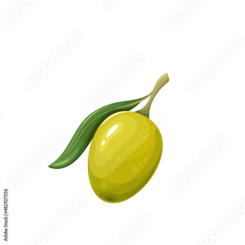 Green olive with leaf vector illustration. photo