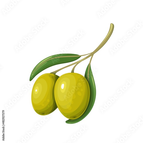 Green olives with leaves. Vector illustration of olive branch with two olives