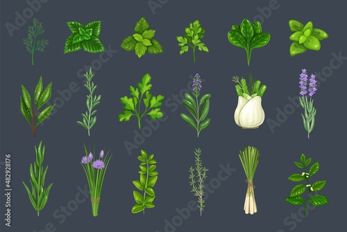 Culinary herbs and spice. Bay leaf, lemongrass, fennel, dill, cilantro and chives. Thyme, lemon balm, tarragon etc. Seasoning vector illustration.