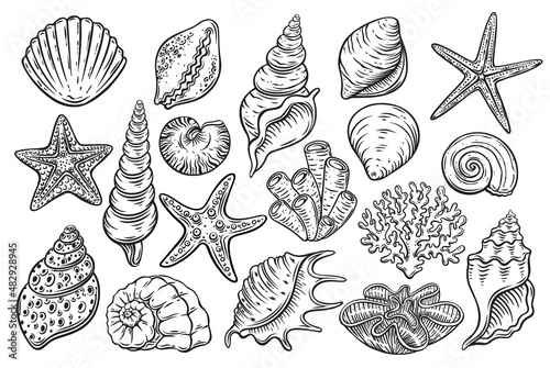 Seashells engraved icons set. Hand drawn various mollusk seashells different forms, starfish, coral. Underwater flora, sea plants vector illustration.