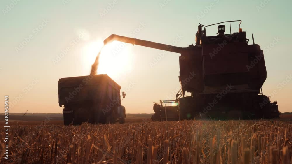 Wheat harvest concept. Combine loading wheat grain in truck at sunset time. Combine harvesting golden ripe wheat field pours grain of crop tractor on agricultural field at sunset. Slow motion.