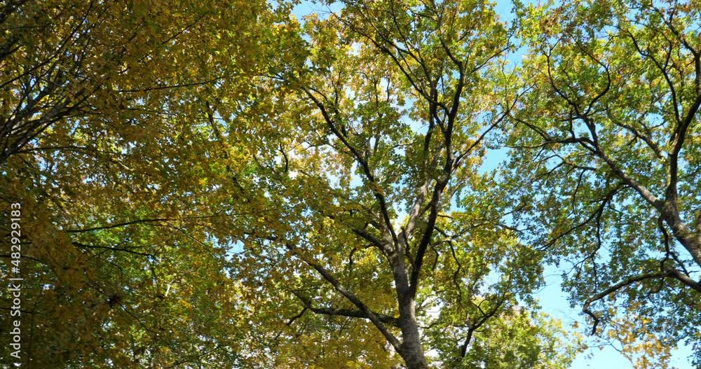 Forest of oaks with Celtis australis during the autumn season, Loiret, France Forest of oaks with Celtis australis during the autumn season, Loiret, France