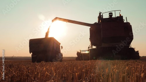 Wheat harvest concept. Combine loading wheat grain in truck at sunset time. Combine harvesting golden ripe wheat field pours grain of crop tractor on agricultural field at sunset. Slow motion.