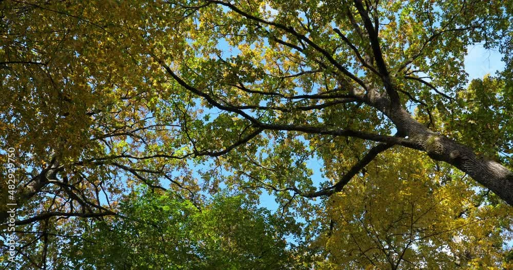Forest of oaks with Celtis australis during the autumn season, Loiret, France Forest of oaks with Celtis australis during the autumn season, Loiret, France