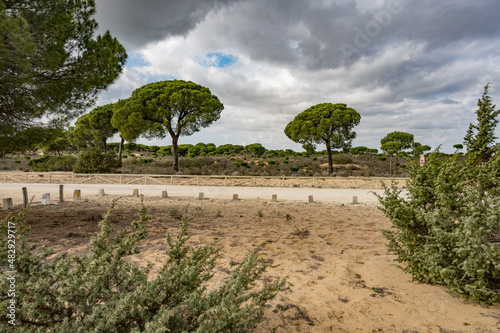 trees in the desert