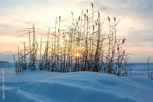 Reeds on the coast of the Gulf of Finland. Winter, sunset.