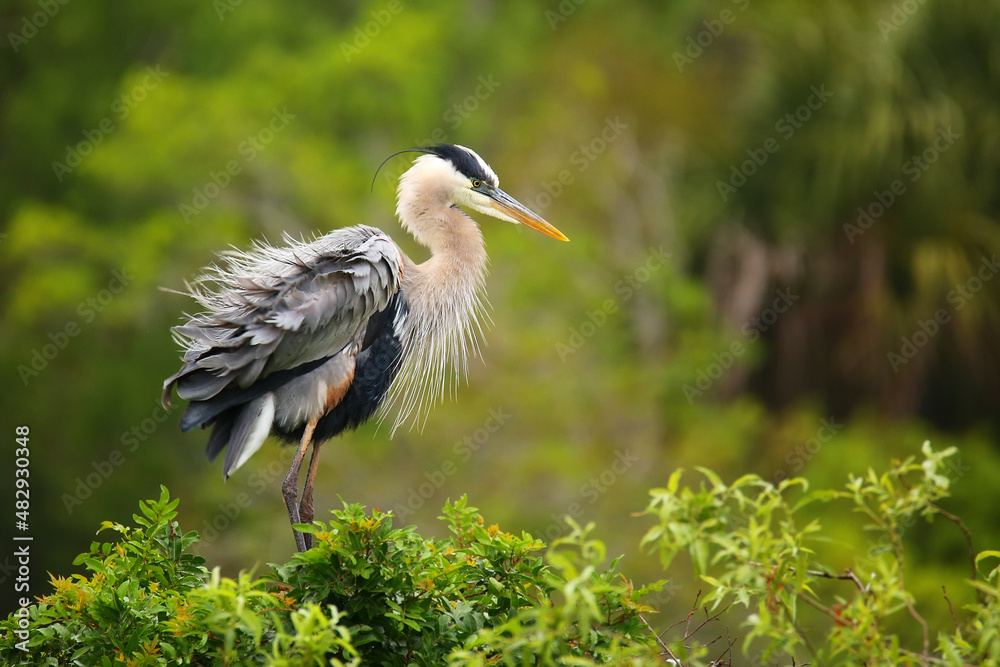 Fototapeta premium Great Blue Heron ruffling its feathers. It is the largest North American heron.