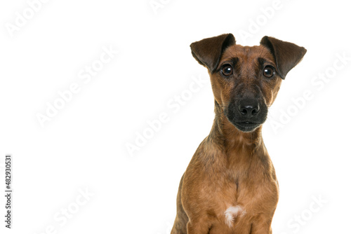 Tan brown Jack Russel portrait isolated in white