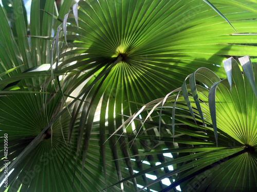 Schatten auf Palmenbl  ttern - shadows on palm fans