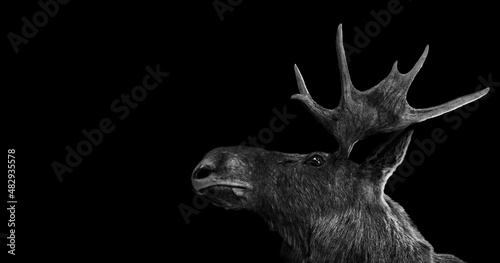 Deer animal wildlife isolated © Vieriu