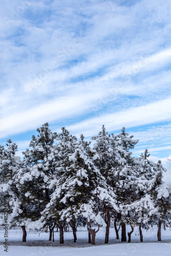 fir trees under a thick layer of snow in winter against a beautiful blue sky