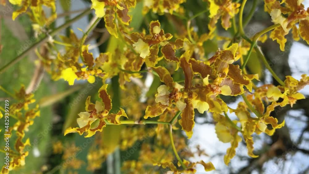 Hermoso video de unas plantas parásitas con flores de color amarillo Hermoso video de unas plantas parásitas con flores de color amarillo