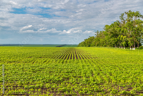 Soybean field ripening at spring season, agricultural landscape © Olga