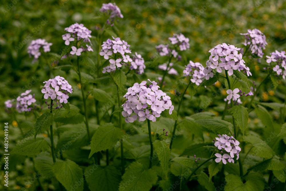 Lunaria rediviva plant commonly known as perennial honesty Lunaria rediviva plant commonly known as perennial honesty