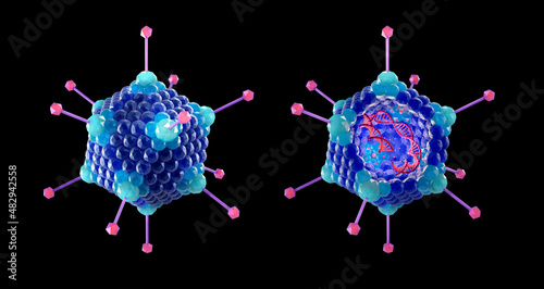 Adenovirus structure: icosahedral capsid, 240 hexon proteins, 12 penton bases with fibers and receptors, inside with double-stranded DNA and other proteins. Technical rendering, 3d illustration photo