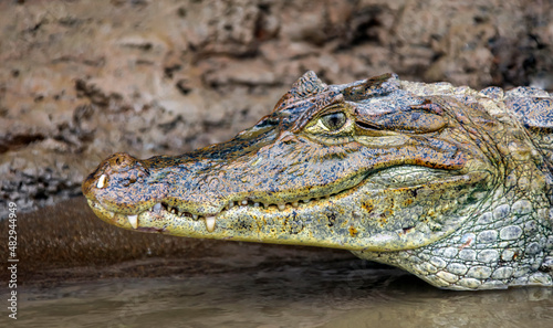 View of the crocodile's head lying in the water near the shore. © okyela
