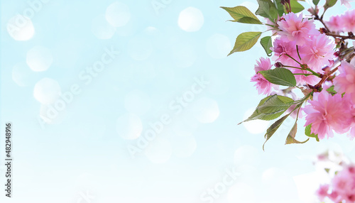 Spring cherry blossoms against blue sky with bokeh. Spring background with copy space