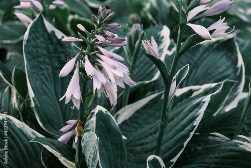 hosta plant pattern with beautiful pink flowers in the summer garden
