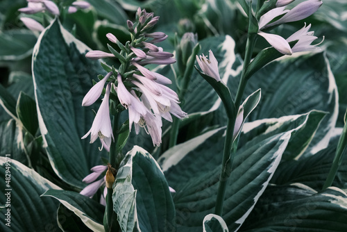hosta plant pattern with beautiful pink flowers in the summer garden photo