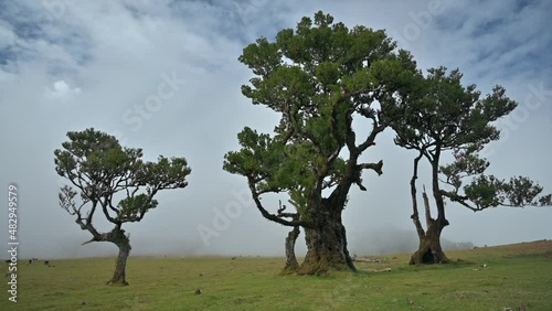 HDR smooth video from a stabilizer in a laurel forest in the mountains among the fog. Fanal in Portugal on the island of Madeira, listed in UNESCO photo