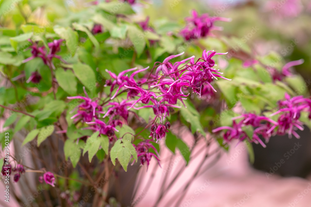 Epimedium Fukujuji close up flowered pink blossoms in the garden in spring Epimedium Fukujuji close up flowered pink blossoms in the garden in spring