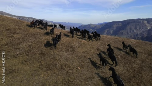 a herd of Kabardian horses galloping on the mountain photo