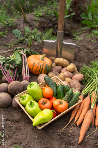 Freshly harvested carrot, beetroot, pumpkin, potato, tomato, pepper and cucumber. Harvest of different fresh organic vegetables on ground in garden