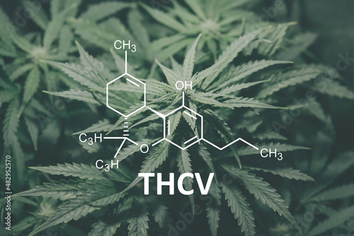 THCV with the Cannabidiol molecule. Cannabis chemical formula. Tetrahydrocannabivarin