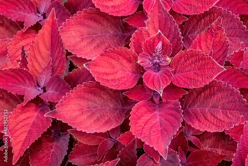 Red coleus