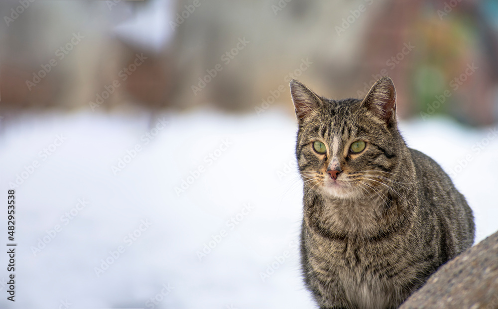 close-up stray cat with snow scene in background in winter