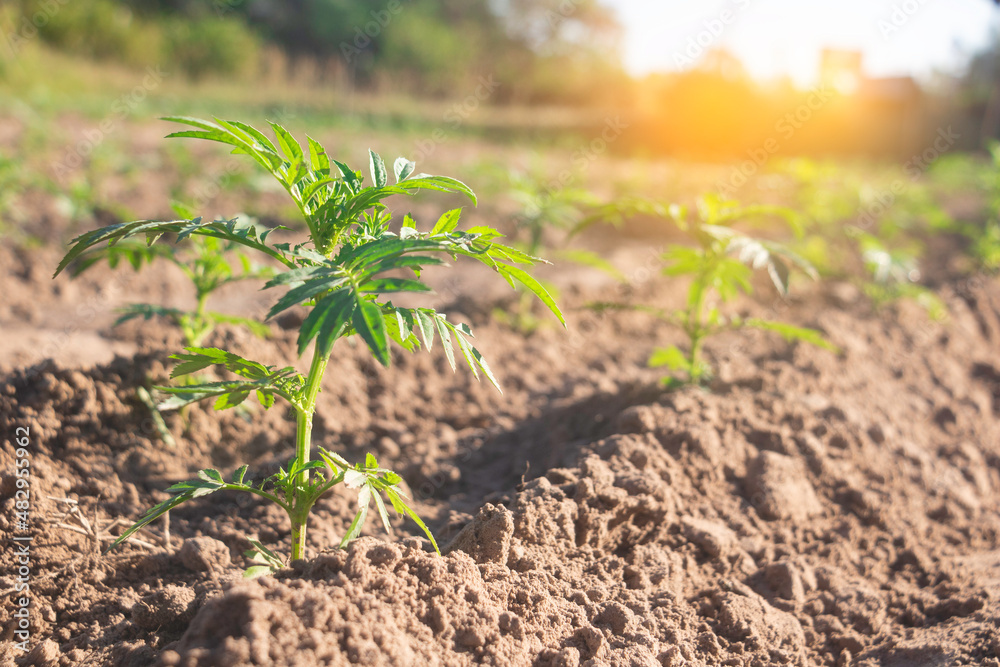 Growing plant,Young plant in the morning light on ground background, New life concept.Small plants on the ground in spring.fresh,seed,Photo fresh and Agriculture concept idea. Growing plant,Young plant in the morning light on ground background, New life concept.Small plants on the ground in spring.fresh,seed,Photo fresh and Agriculture concept idea.