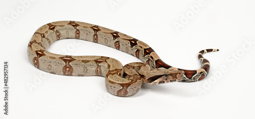 Abgottschlange // Red-tailed boa (Boa constrictor)