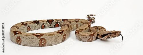 Red-tailed boa // Abgottschlange (Boa constrictor) photo