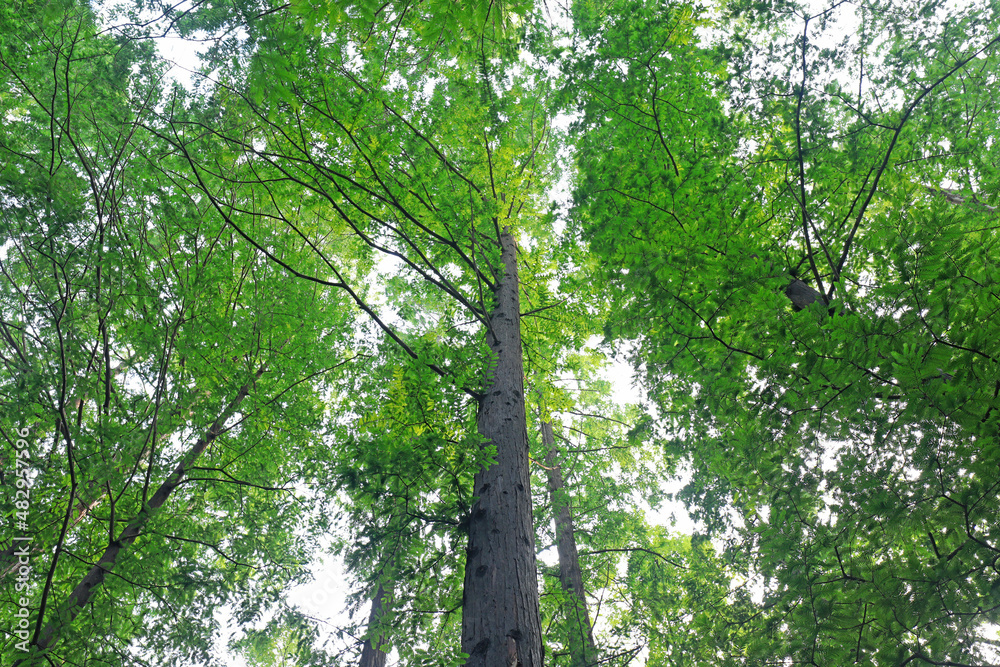 Metasequoia plants in Beijing Botanical Garden Metasequoia plants in Beijing Botanical Garden