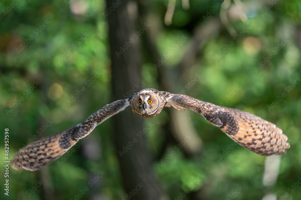 Long-eared owl flying into the camera. Owl with green forest in a backgroung. Asio otus. Beautiful owl with spreaded wings.