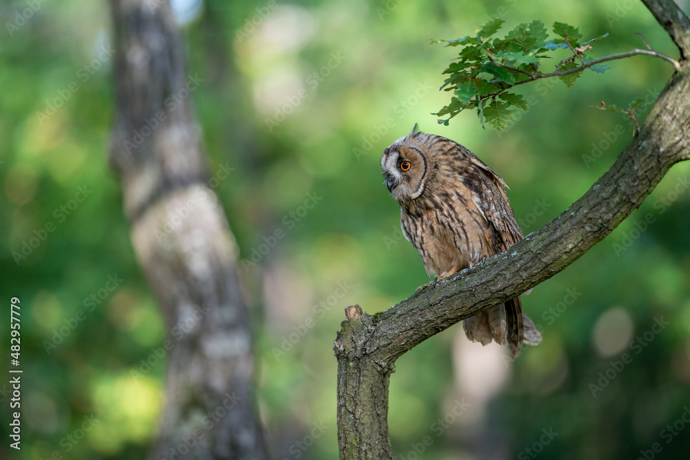 Long-eared owl sitting on a tree branch. Green forest as natural habitat for small owl. Asio altus. Long-eared owl sitting on a tree branch. Green forest as natural habitat for small owl. Asio altus.