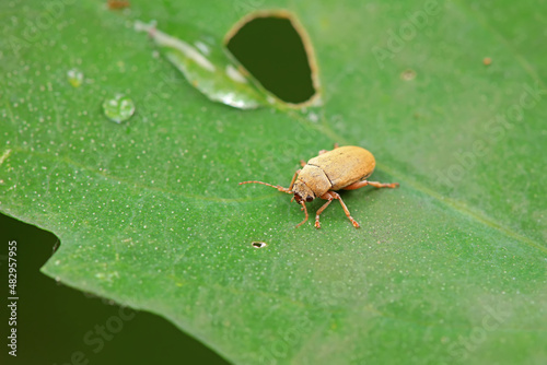 Leaf beetle on wild plants, North China © zhang yongxin